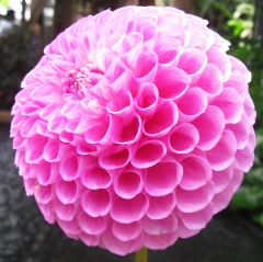 Dahlia ' 20TH AVE OLD MAJOR ' (S.B.) Gibson  USA  2022 Greater Philadelphia D. S. Show, Longwood Gardens, USA 2022 (David Brown)